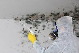 Best Mold Odor Removal Services  in USA